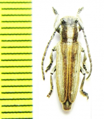 Conizonia allardi  Algeria - INSECTS-STORE.RU