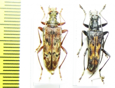 Oxymirus mirabilis, pair  Russia, Krasnodar reg. - INSECTS-STORE.RU