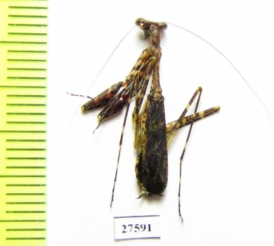 Mantodea sp.  Madagascar - INSECTS-STORE.RU