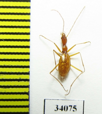 Aphaenops orionis bassaburensis  France - INSECTS-STORE.RU