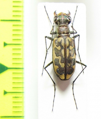 Cicindelinae sp.  Togo - INSECTS-STORE.RU