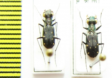 Cylindera viridilabris, pair  Nepal - INSECTS-STORE.RU
