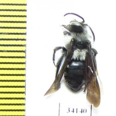 Hymenoptera sp.  Uzbekistan - INSECTS-STORE.RU