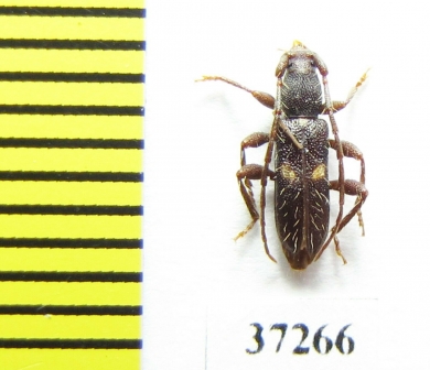 Cerambycidae sp.  South Africa Rep. - INSECTS-STORE.RU