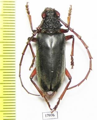 Cerambycidae sp.  Zimbabwe - INSECTS-STORE.RU