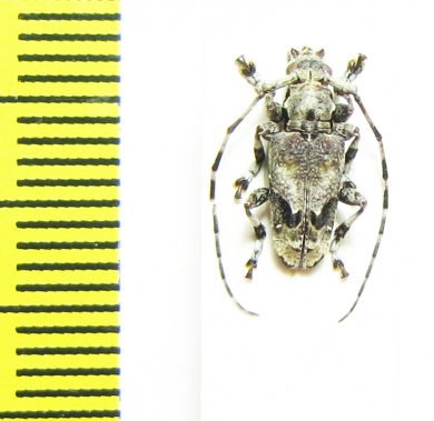 Cerambycidae sp.  Congo - INSECTS-STORE.RU