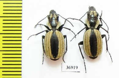 Graphipterus sp.  Zambia - INSECTS-STORE.RU