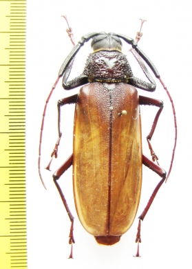 Bandar sp.  Vietnam 60mm - INSECTS-STORE.RU