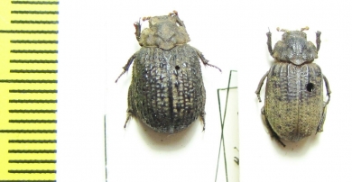 Omorgus gemmatus  Senegal - INSECTS-STORE.RU