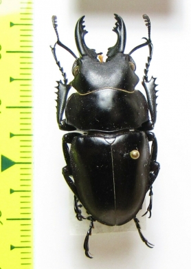 Neolucanus sp.  Vietnam - INSECTS-STORE.RU