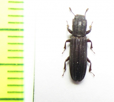 Anarmostes sp.  Peru - INSECTS-STORE.RU