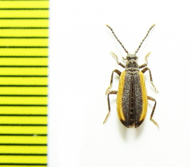 Ischaliidae, Ischalia brachyptera  Russia, Far East - INSECTS-STORE.RU