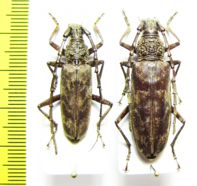 Cerambycidae sp., pair  Malaysia, Borneo - INSECTS-STORE.RU