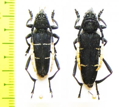 Asmedia mimetes, pair  Indonesia, Sumatra - INSECTS-STORE.RU