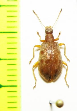 Tenebrionidae sp.  Indonesia, Papua - INSECTS-STORE.RU