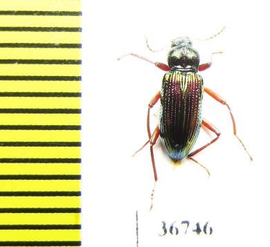 Tenebrionidae sp.  Malaysia, Borneo - INSECTS-STORE.RU