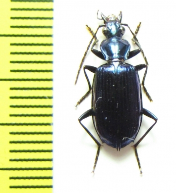 Carabidae sp.  Malaysia, Borneo - INSECTS-STORE.RU