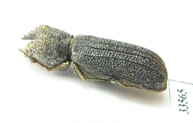 Bostrichidae sp.  Namibia - INSECTS-STORE.RU