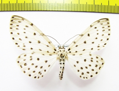 Geometridae sp.  Nepal - INSECTS-STORE.RU