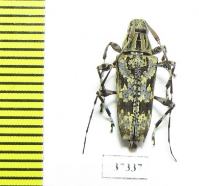 Cerambycidae sp.  Ecuador - INSECTS-STORE.RU