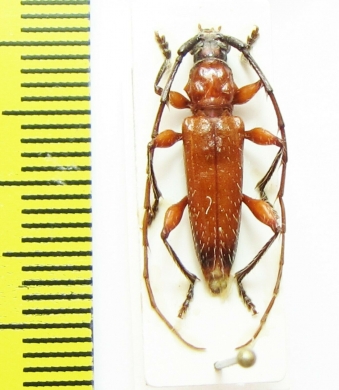 Cerambycidae sp.  Peru - INSECTS-STORE.RU