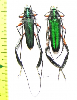 Callichroma holochlorum, pair  Mexico - INSECTS-STORE.RU