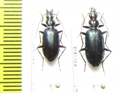 Carabidae sp.  Bolivia - INSECTS-STORE.RU