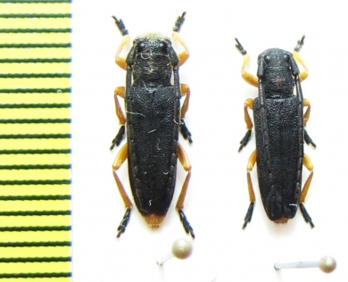 Phytoecia affinis boeberi  Armenia - INSECTS-STORE.RU