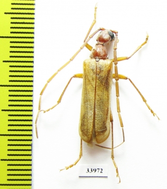 Vesperus strepens ligusticus  France - INSECTS-STORE.RU