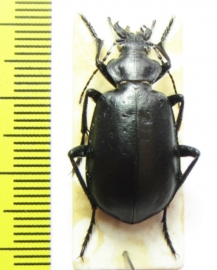 Calosoma reitteri  Kazakhstan - INSECTS-STORE.RU