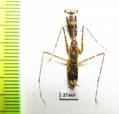 Mantodea sp.  Madagascar - INSECTS-STORE.RU