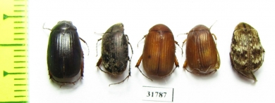 Melolonthinae sp.  Nepal - INSECTS-STORE.RU