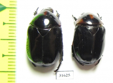 Parastasia sp.  Indonesia, Ceram isl. - INSECTS-STORE.RU