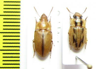 Ooidius ephippium  Senegal - INSECTS-STORE.RU