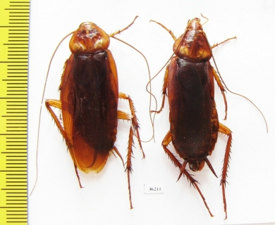 Blattodea sp.  India - INSECTS-STORE.RU