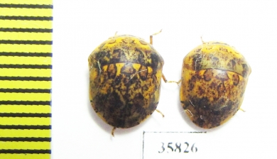 Hemiptera sp.  Tanzania - INSECTS-STORE.RU