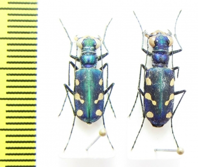 Cicindela fleutiauxi, pair  Nepal - INSECTS-STORE.RU