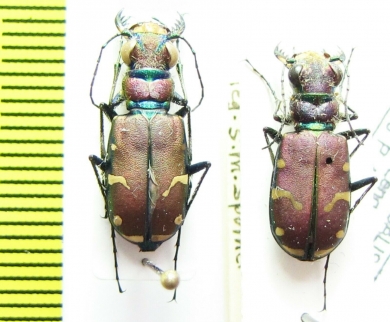 Cicindela limbalis transversa  USA - INSECTS-STORE.RU