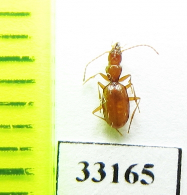 Geotrechus vulcanus  France - INSECTS-STORE.RU