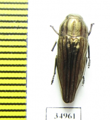 Sphenoptera lapidaria  Armenia - INSECTS-STORE.RU