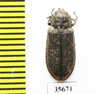 Leperina squamulata  Russia, Far East - INSECTS-STORE.RU