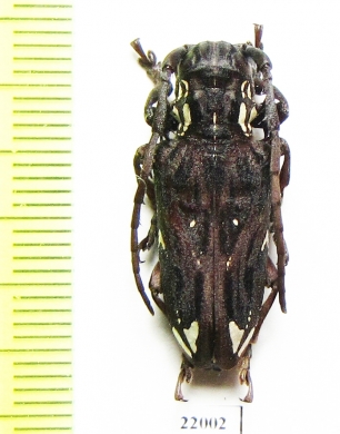 Mallonia australis  Zambia - INSECTS-STORE.RU