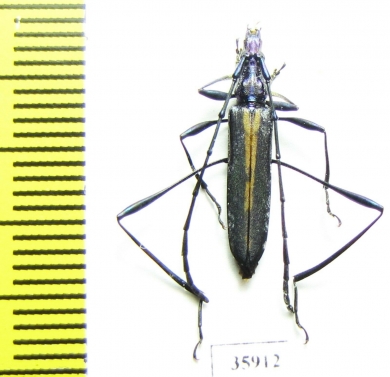 Cerambycidae sp.  Tanzania - INSECTS-STORE.RU