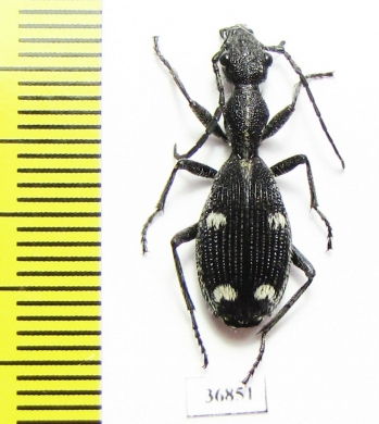 Cypholoba sp.  Zambia - INSECTS-STORE.RU