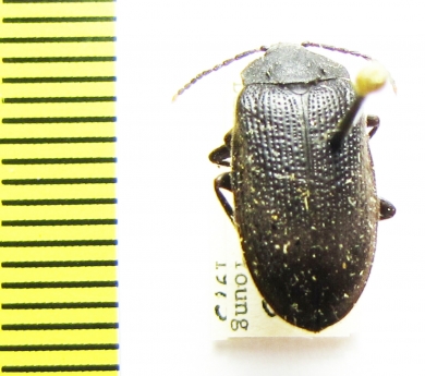 Penthe pimelia  USA - INSECTS-STORE.RU