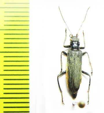 Oedemera lateralis  Russia, Siberia - INSECTS-STORE.RU