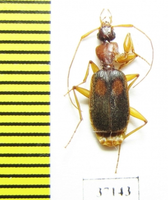 Carabidae sp.  Zambia - INSECTS-STORE.RU