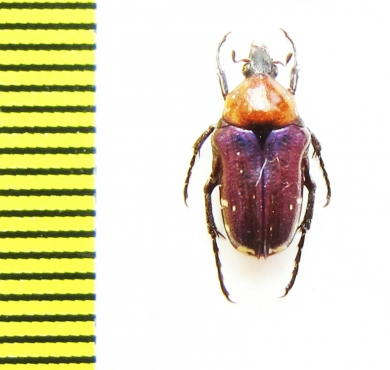 Leucocelis amethystina  Namibia - INSECTS-STORE.RU