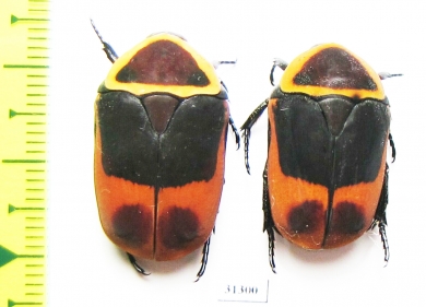 Pachnoda marginata peregrina, pair - INSECTS-STORE.RU
