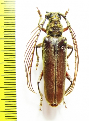 Cyriopalus sp.  Malaysia, Borneo - INSECTS-STORE.RU